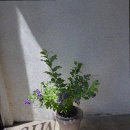 용문꽃집