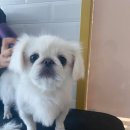 소풍애견미용 이미지