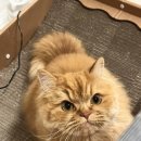 용덕상회