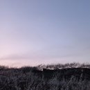 매화농원 이미지