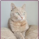 미소 동물병원 이미지