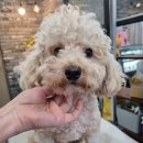 오도독뽀도독 이미지