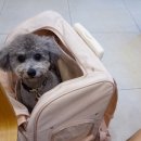 카페누모 | 애견동반카페 누모 자양역 뚝섬유원지카페 후기