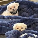 제일동물진단영상센터 | 말티즈 노령 강아지 허리디스크 치료MRI 검사비용(sd 동물의료센터)