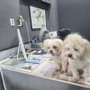 메디 포즈 동물병원 이미지