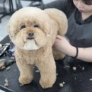 군자애견 이미지