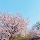 [인천 산곡] 산책하기 좋은 벚꽃명당_원적산공원