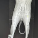 배곧도담동물병원 이미지