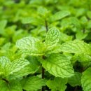 민트 이미지