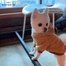 러블리독 애견카페 | 아이랑｜파주 애견카페 추천 헤이리마을 인근 대형견전용애견카페 독스테이션 점심 후기