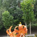 홍연교밑 이미지