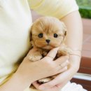 도그플러스동물병원 이미지