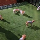 댕댕이천사 | 댕댕이들 여름휴가 어디 보내지? 시흥애견호텔 정착각이야!