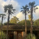 중문관광단지 | 서귀포 중문별장 카페 | 나혼자산다 커피 오마카세, 예약, 메뉴추천, 자세한 후기, 중문관광단지 근처