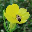 옛날돼지찌개 이미지