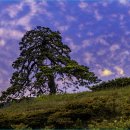 소나무 풍경 이미지