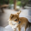 요기가펜션 이미지