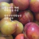 청송 추희 자두 추석 택배 추천: 청운자두사랑농원