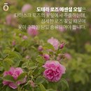 쟈스민로즈