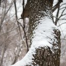 설악산 : 오색-대청-천불동계곡-설악동 (2013. 1. 12) 이미지