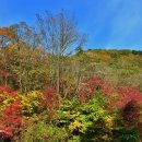 숲속의맑은향기 이미지