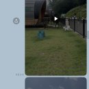 탐스럽개 이미지