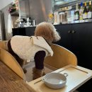 몬 펫 | 부산 애견동반식당 전포 실내 강아지 동반 몬베튼