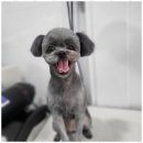 오키독키 이미지