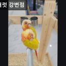 리프패럿광진구