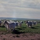 광대한 태양광발전소 이미지