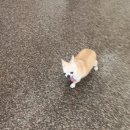 털찐댕댕이 이미지