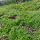 보리원농장 이미지