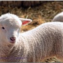 털복숭폼 이미지