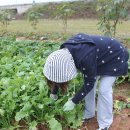 장미네농장 이미지