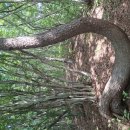 ♡25~06~29종주산악회 특별 산행 들머리 우두포 시루봉 응암산 임도통과 천마산 철마령구절산 날머리 폭포암 농협 마트주차장16~8km 이미지