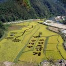 미리가본 정읍 산내에 옥정호구절초축제 이미지