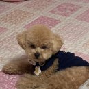 우가네맛찜 | [정선] 댕댕트레킹 🐶❤️ 후기 (하이원리조트, 워터월드, 맛집)