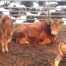 람세스한우농장 이미지