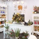 디오레 포메라니안 이미지