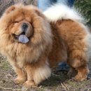 차오차오 이미지