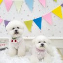 그루밍 까꿍 이미지