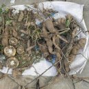 자연산약초 이미지