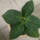 새로나화원 이미지