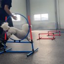 올 마스터 독 이미지