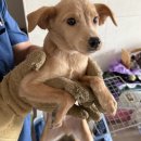 춘천시동물보호센터 이미지