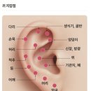 프롭테라피&밴드운동 | 귀지압 귀침 연예인 이혈패치 붓기 혈액순환 관리 wbL 더블유비엘 윙블링 이혈테라피 뷰티