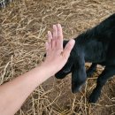 아도농장 이미지