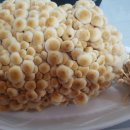 신복농장 이미지