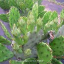 해송 농장 이미지