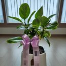 (주)나무그림엔터테인먼트 | [고무나무 가지치기] 고무나무 삽목!! 고무나무 물주기!! 틀린그림찾기!!